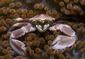 CRAB
Anemone Porcelain Crab - Neopetrolisthes maculatus ... by Jörg Menge 